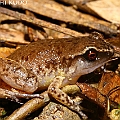 Lots of Sphenophryne pluvialis (White-browed Whistling-frog) were calling ジムグリガエルの仲間<br />Canon EOS KDX + EF-S60 F2.8 + SPEEDLITE380